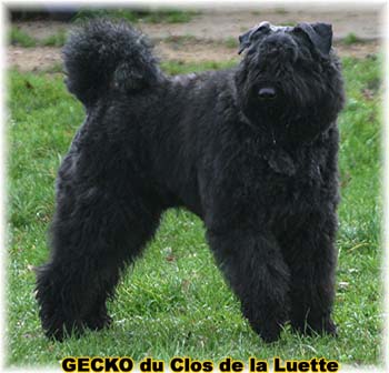 Elevage du CLOS DE LA LUETTE - COPYRIGHT DEPOSE